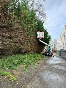 stn vasseur compiegne élagage en hauteur