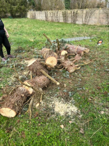 stn vasseur le mesnil saint firmin abattage arbre