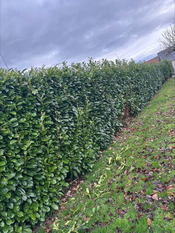 stn vasseur entretien jardin petit travaux chez particulier montdidier